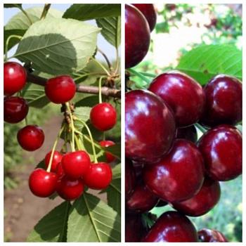 Дерево-сад (5 летка) вишня 2 сорта Десертная Морозовой - Жуковская Дерево-сад (5 летка) вишня 2 сорта Десертная Морозовой - Жуковская