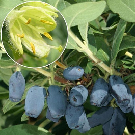 Жимолость съедобная Поклон Сибири Жимолость съедобная Поклон Сибири