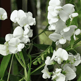 Чина широколистная White Pearl