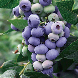 Голубика высокорослая Дарроу