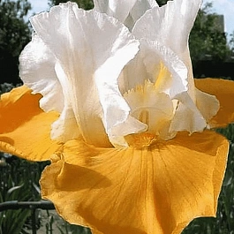 Ирис германский Pumpkin Cheesecake