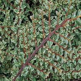 Кизильник горизонтальный Variegatus