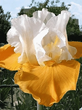 Ирис германский Pumpkin Cheesecake