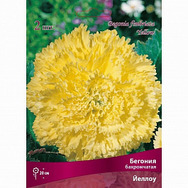 Бегония бахромчатая Йеллоу