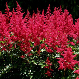 Астильба Арендса Бургунди Ред