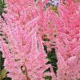 Астильба гибридная Mighty Phill