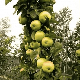 Яблоня Колоновидная Икша