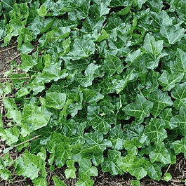 Плющ обыкновенный Thorndale