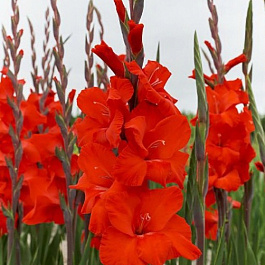 Гладиолус крупноцветковый Дайдор Де Пан