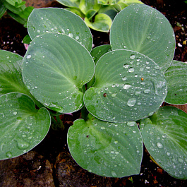 Хоста гибридная Монстер Ирз НАБОР 2ШТ (1+1) Хоста гибридная Монстер Ирз НАБОР 2ШТ (1+1)