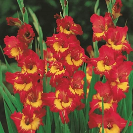 Гладиолус Vasto