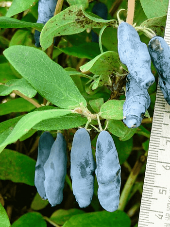 Жимолость  Мальвина