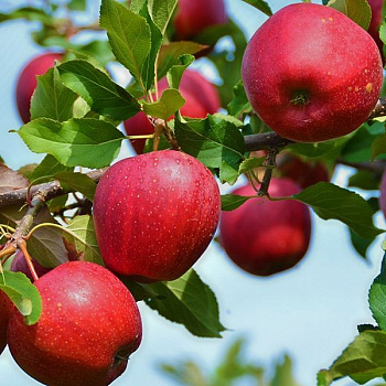 Яблоня Веньяминовское