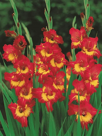 Гладиолус Vasto