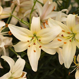 Лилия видовая Перл Френсес