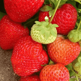 Земляника садовая Вима Тарда