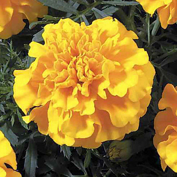 Бархатцы отклоненные Литл Хироу Еллоу