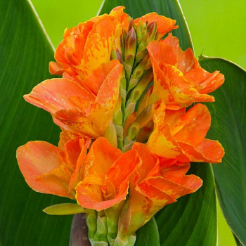 Канна зеленолистная Центурион