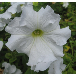 Петуния грандифлора Аладдин Вайт