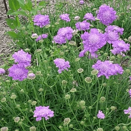 Скабиоза  голубиная Butterfly Blue