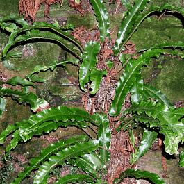 Листовик сколопендровый