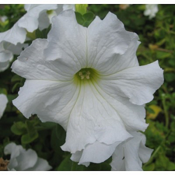 Петуния грандифлора Аладдин Вайт