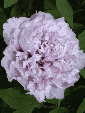 Пион Древовидный Lila