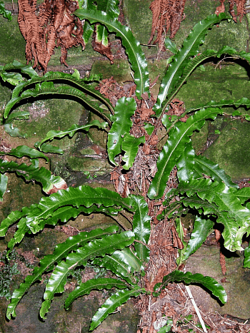 Листовик сколопендровый