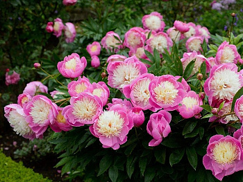 Пион травянистый Боул ов Бьюти Пион травянистый Боул ов Бьюти