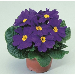 Примула Пионер Блю