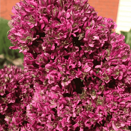 Флокс метельчатый Natural feelings