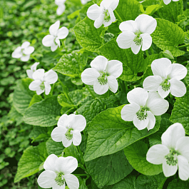 Виола душистая Schneekonigin