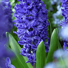 Гиацинт Marie