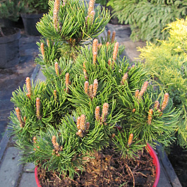 Сосна горная Пикобелло