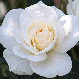 Роза флорибунда Кристалл