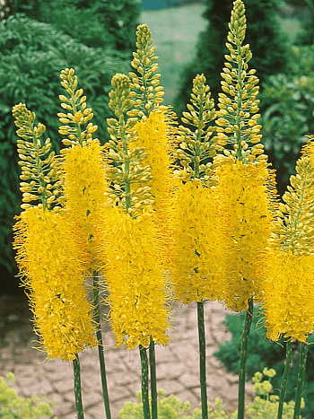 Эремурус Bungei