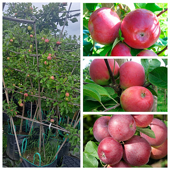 Яблоня пальметта на шпалере 5 лет+ (3 сорта) Лобо-Красное раннее-Спартан
