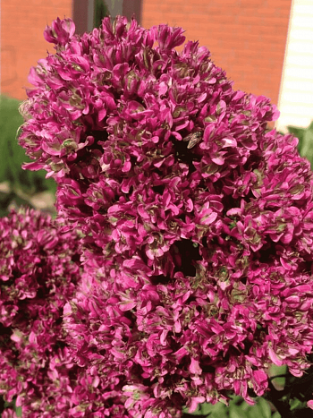 Флокс метельчатый Natural feelings