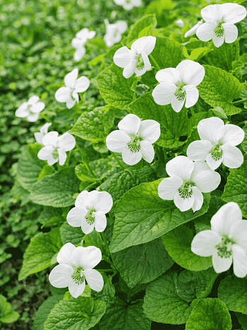 Виола душистая Schneekonigin