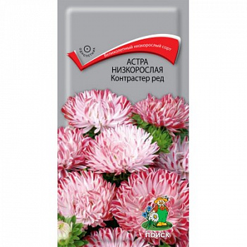 Астра низкорослая Контрастер Ред Астра низкорослая Контрастер Ред