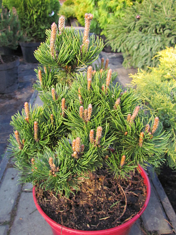 Сосна горная Пикобелло