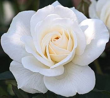 Роза флорибунда Кристалл