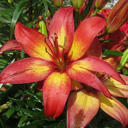 Лилия азиатская горшечная Маджестик Джой Лилия азиатская горшечная Маджестик Джой