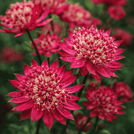 Астранция большая Claret