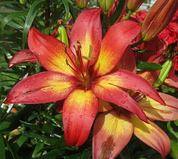 Лилия азиатская горшечная Маджестик Джой