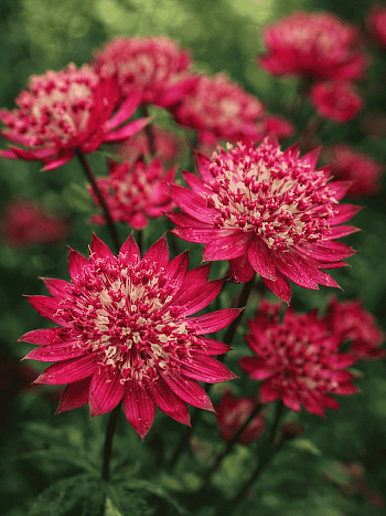 Астранция большая Claret