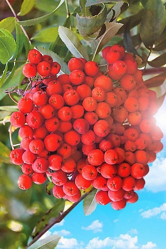 Рябина Сорбинка