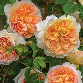 Роза парковая Пич Меднесс