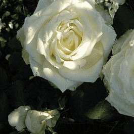 Роза чайно-гибридная White Chocolate