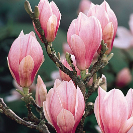 Магнолия Суланжа